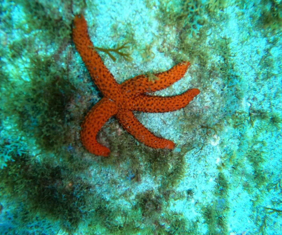 Diversion-阿尔卡拉必去景点