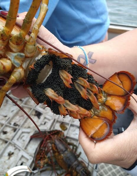 Rocky Bottom Fisheries-波特兰必去景点