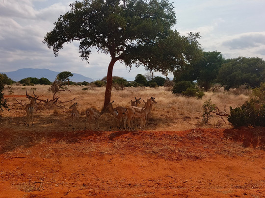 Thanni Tours-蒙巴萨必去景点