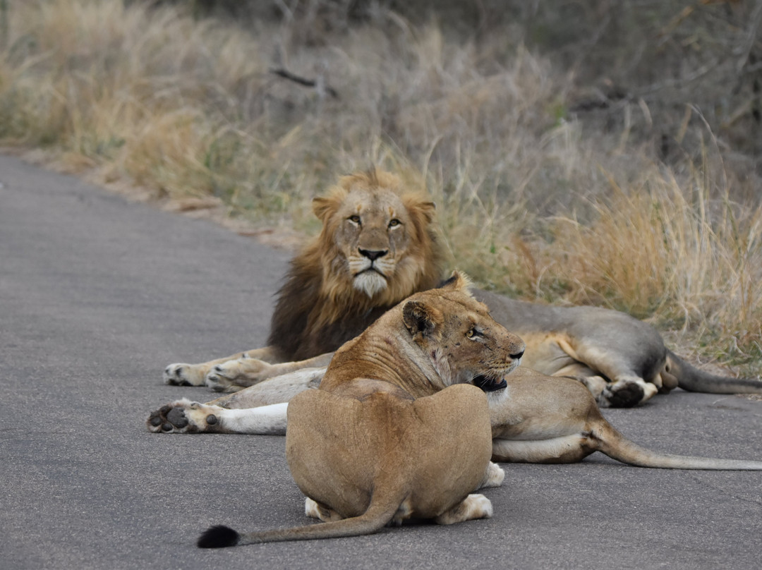 Dél-afrika-mozambik-尼斯普鲁特必去景点