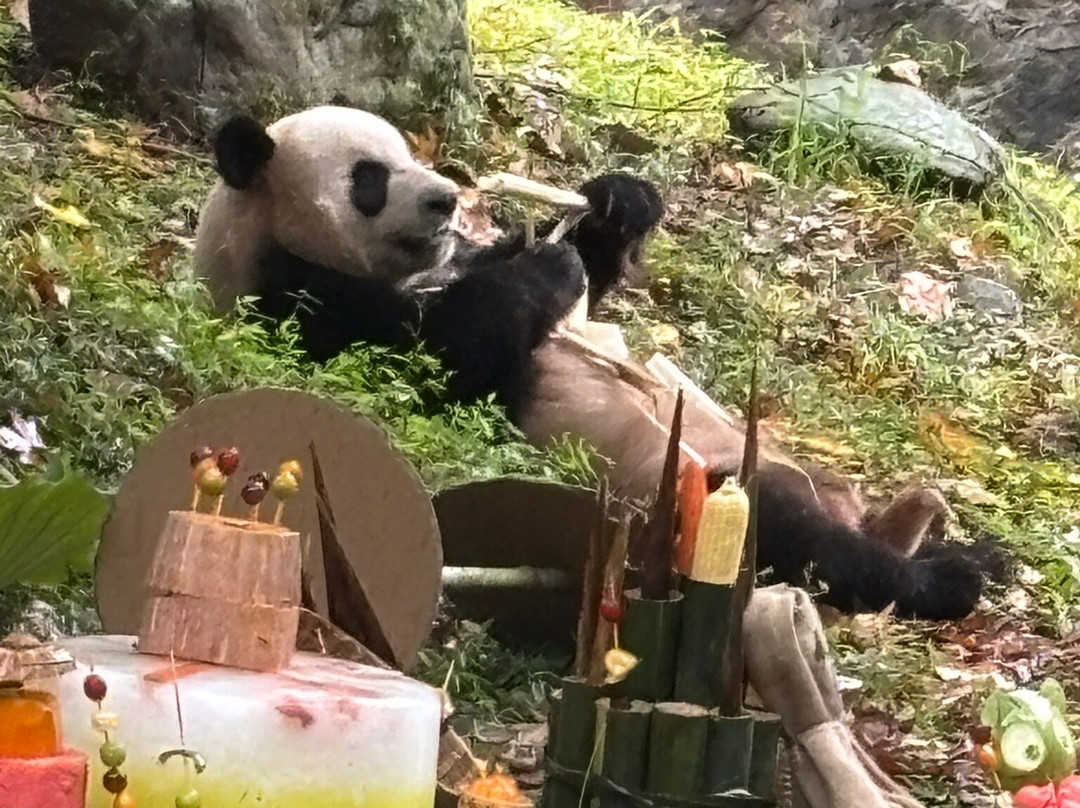 大熊猫保护研究中心都江堰基地-都江堰市必去景点