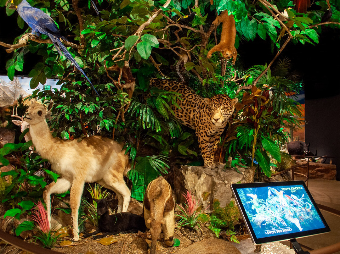 Blackhawk Museum-丹维尔必去景点