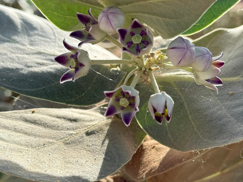 Voyage Desert Mhamid-迈哈米德必去景点