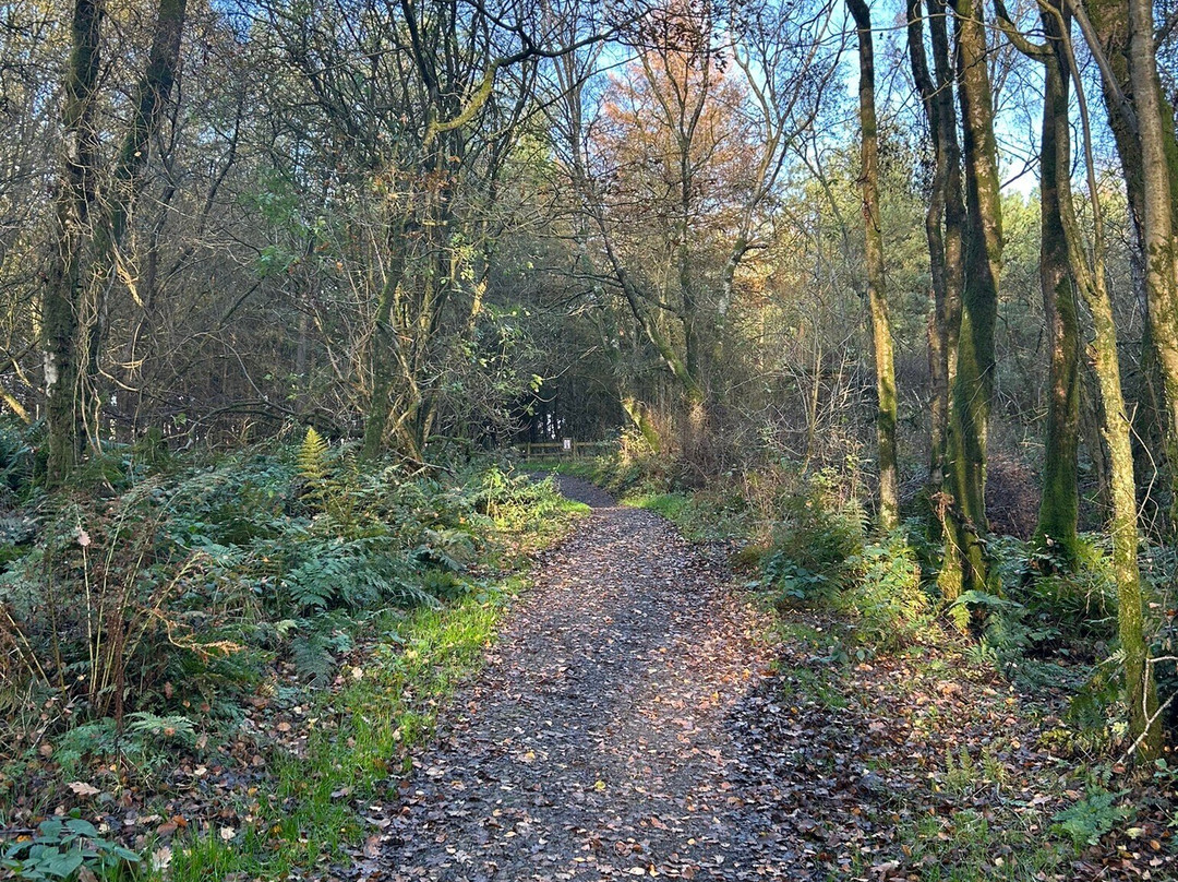 Watchtree Nature Reserve-卡莱尔必去景点