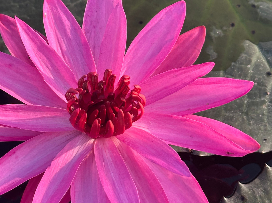 Thale Noi Waterbird Park-博他伦府必去景点