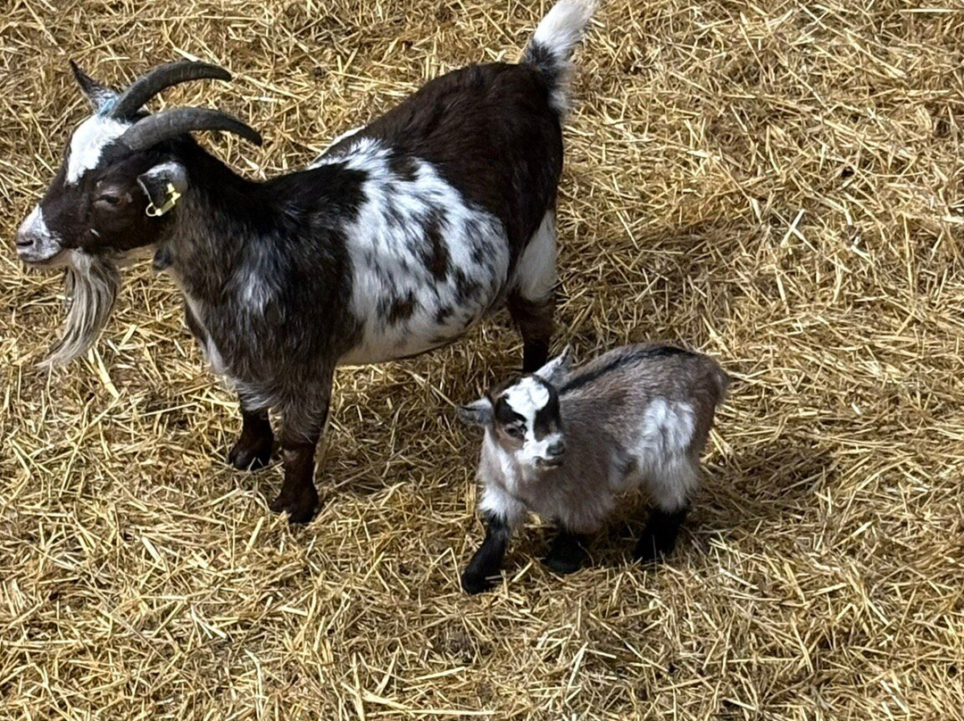 Cannon Hall Farm-Cawthorne必去景点