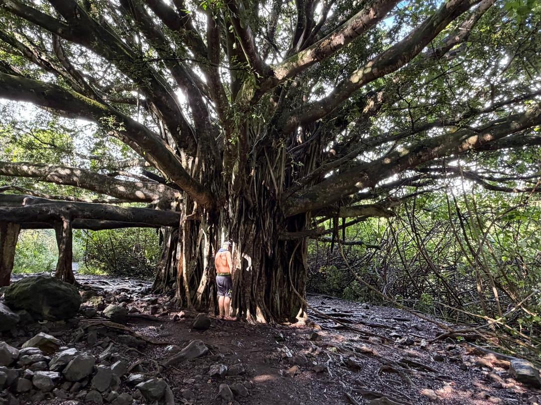 Waimoku Falls-毛伊岛必去景点