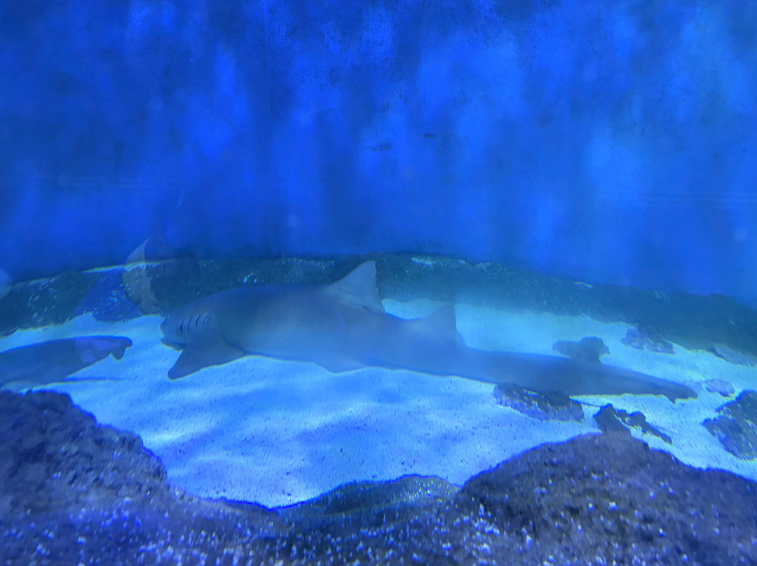 Blue Planet Aquarium-埃尔斯米尔港必去景点