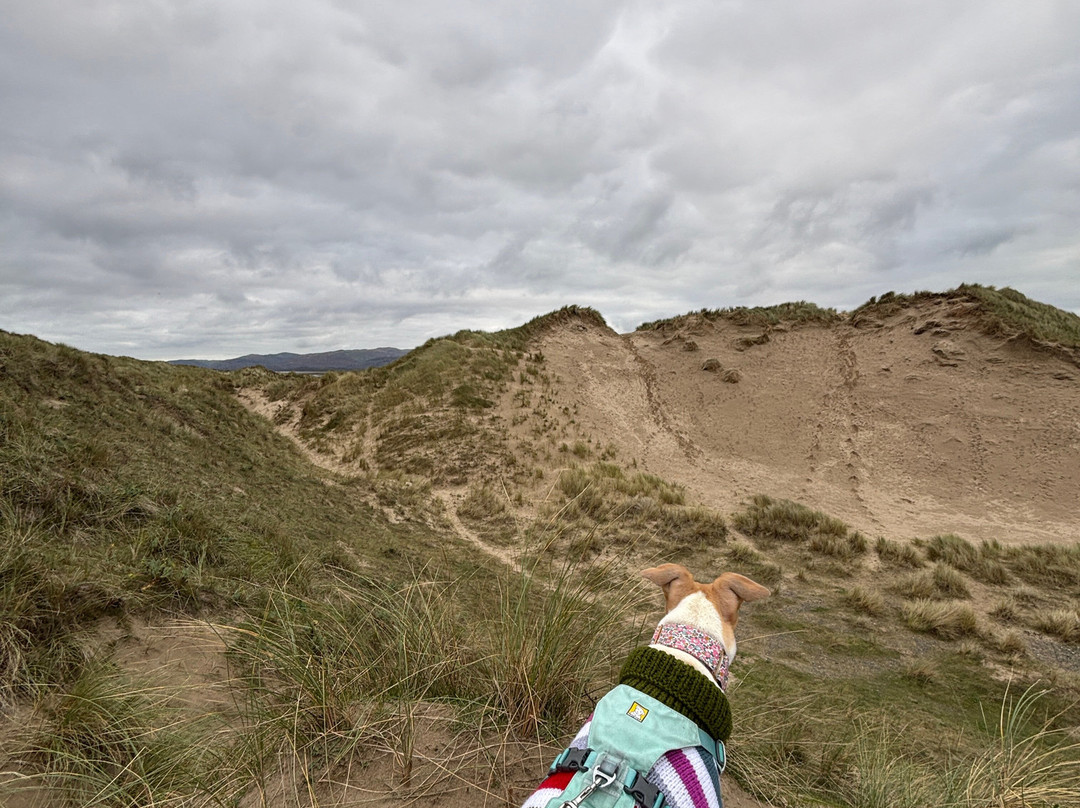 Ynyslas National Nature Reserve-Borth必去景点