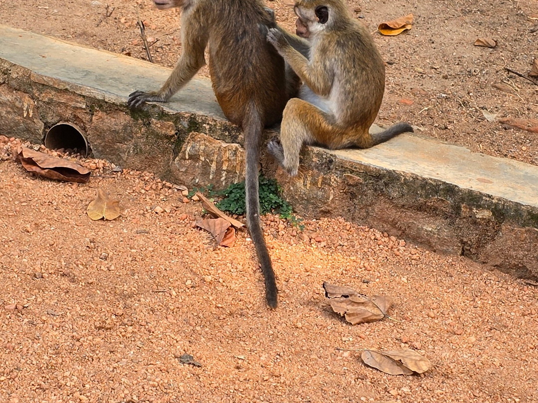 See Lanka Travels-Waikkal必去景点