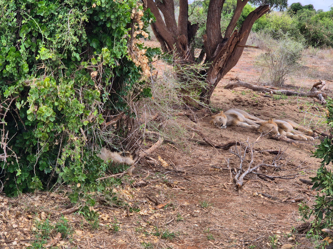 Safari Mit Peter Mutua Muli Aus Kenia-迪亚尼必去景点