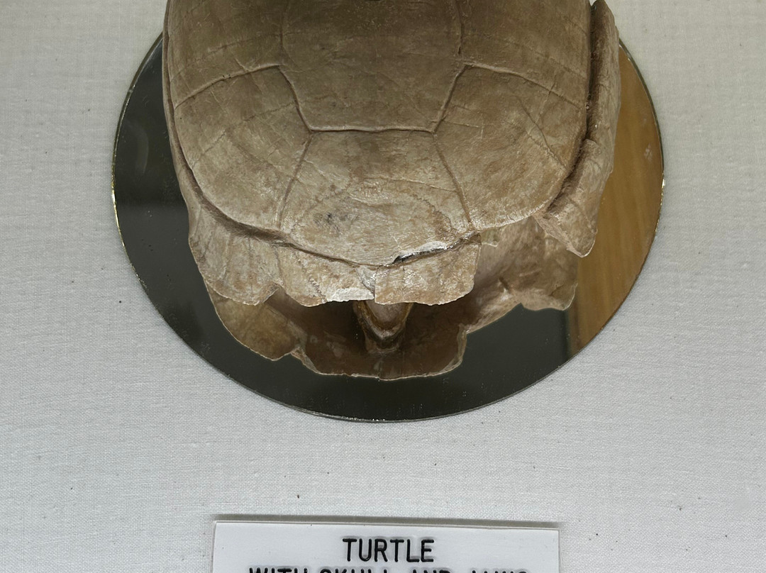 Museum of Geology-拉皮德城必去景点