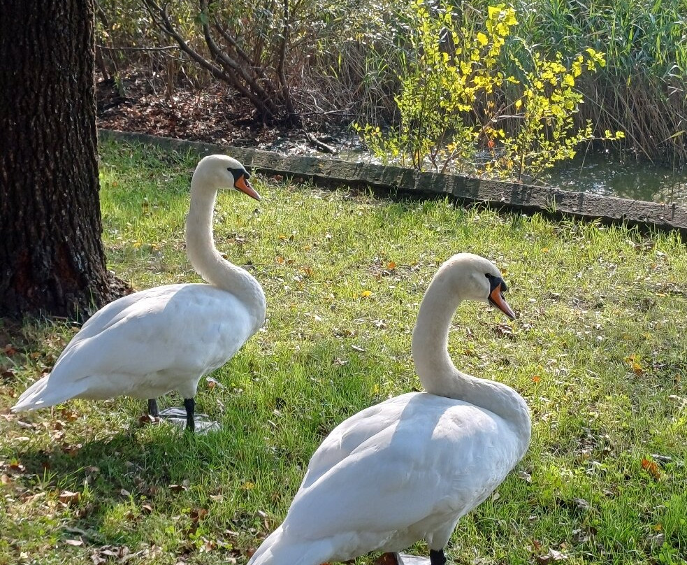 Lago di Pusiano-Bosisio Parini必去景点