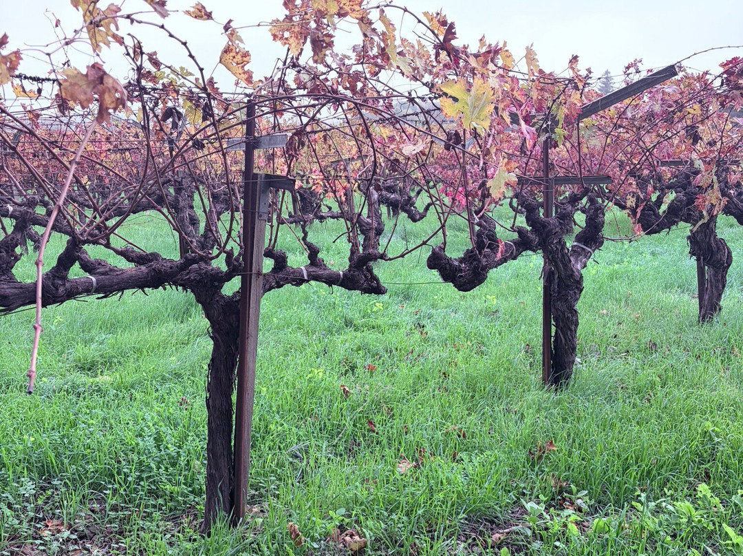 Tres Sabores Winery-圣海伦娜必去景点