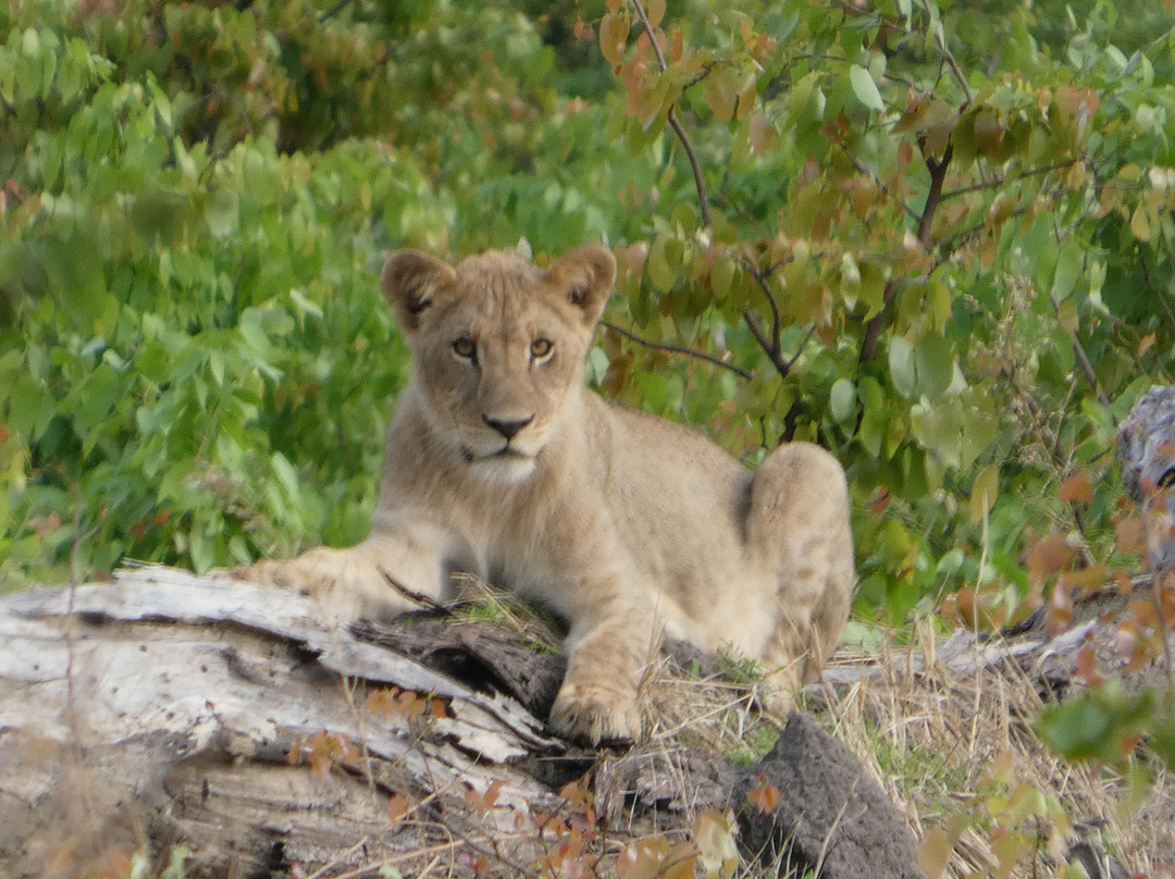 Safari Specialists-马翁必去景点