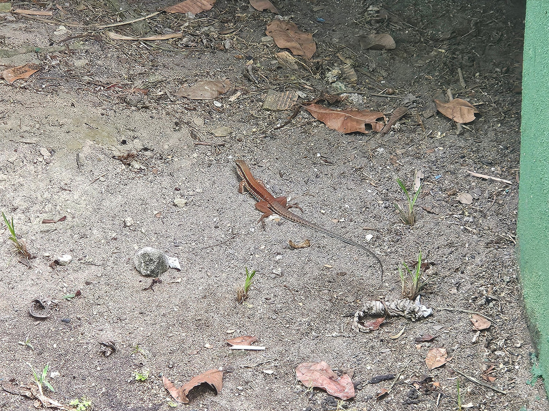 Amazon Antonio Jungle Tours-玛瑙斯必去景点