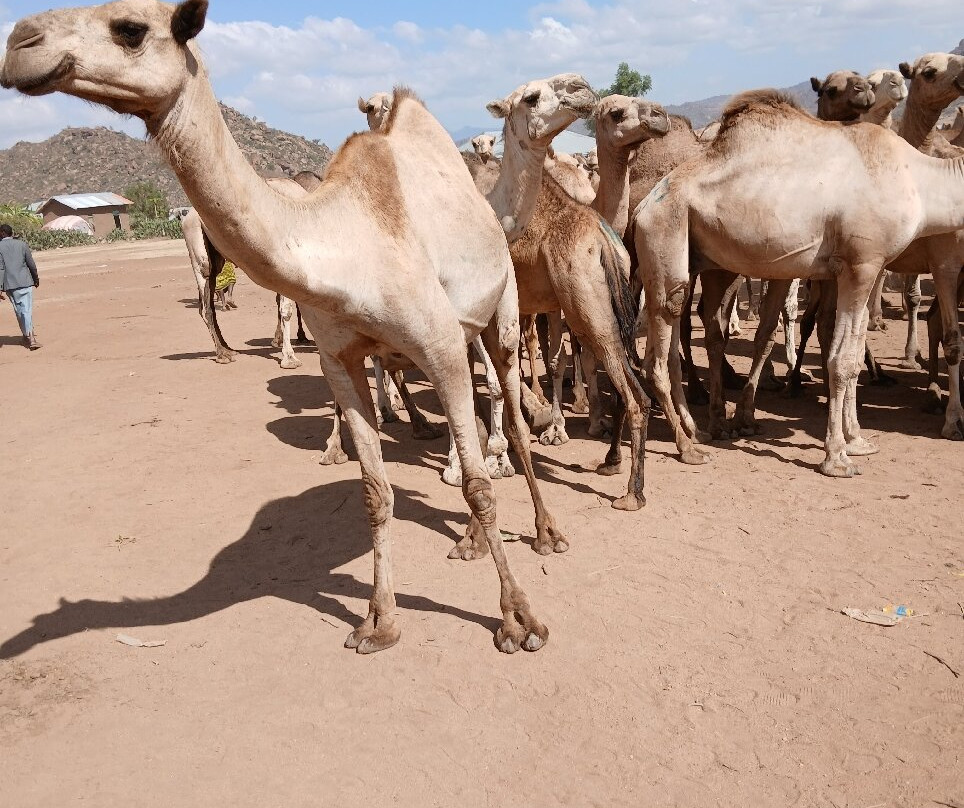 Joel Harar Tours-哈勒尔必去景点