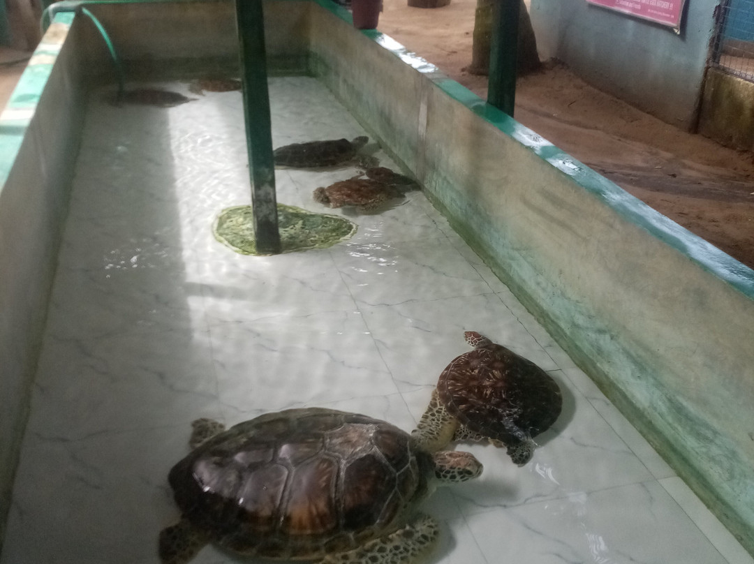 Sea Turtle Farm Galle Mahamodara-加勒必去景点