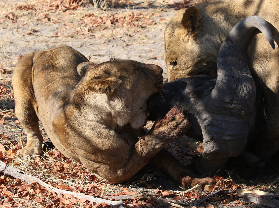 Letaka Safaris-马翁必去景点