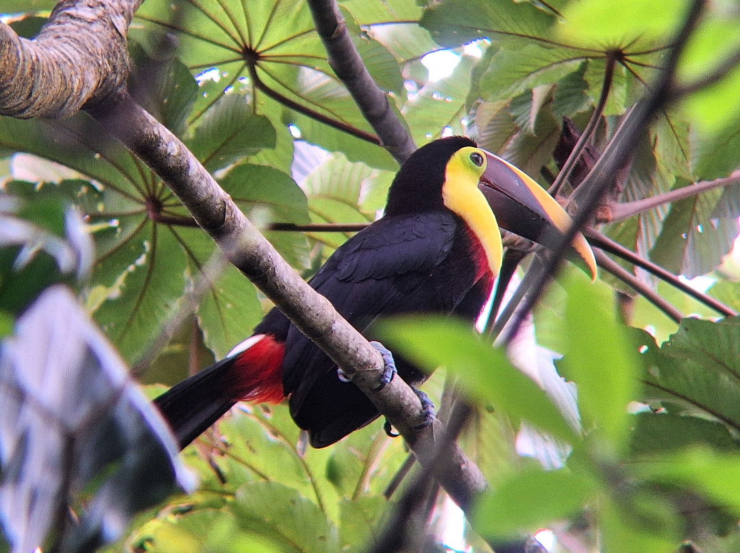 Sweet Costa Rica-塔马林多必去景点