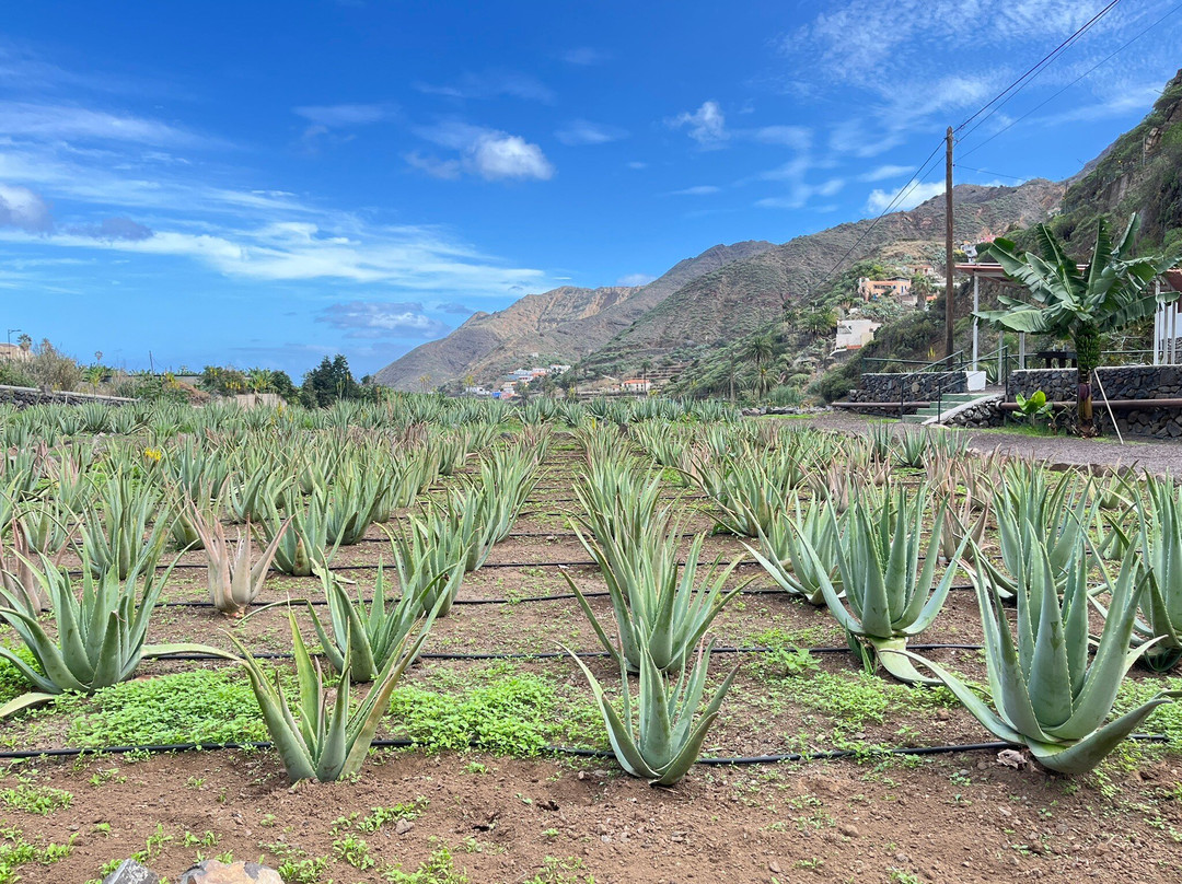 加拉霍埃国家公园-La Gomera必去景点