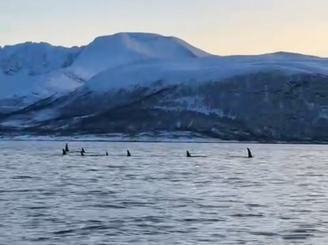 Explore 70 Degrees-Skjervoy必去景点