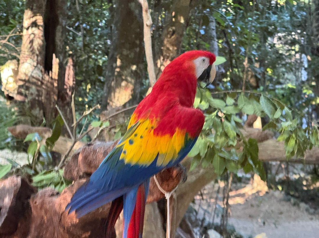 Akumal Monkey Sanctuary & Rescued Animals-艾库玛尔必去景点