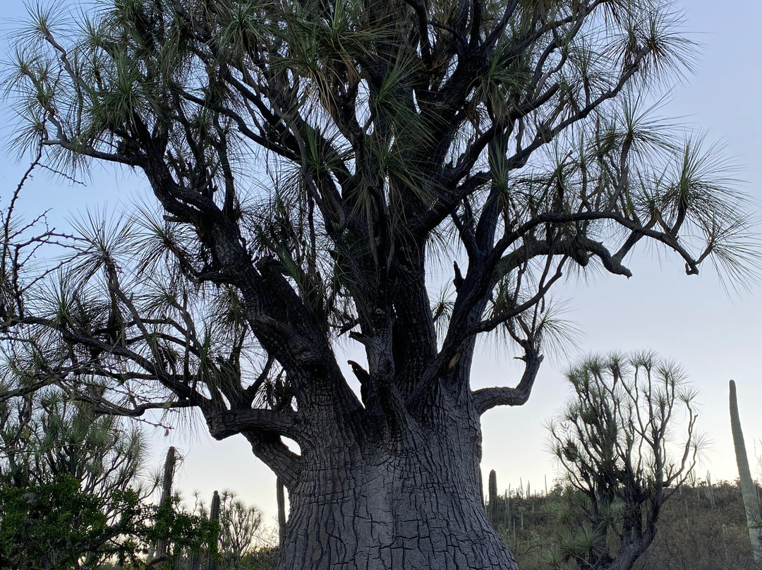 Bio Fan-Tehuacan必去景点