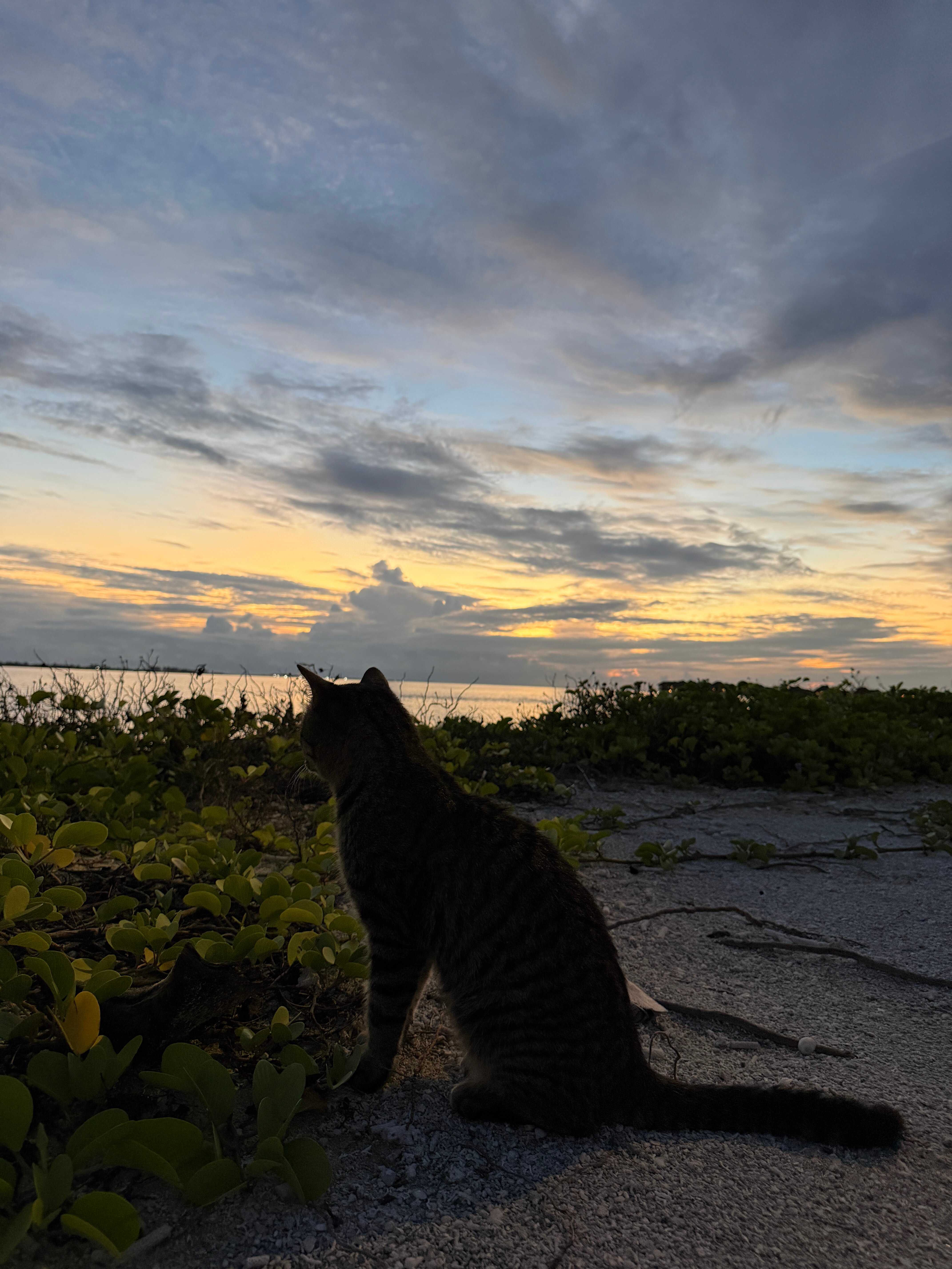 TUI BLUE Olhuveli Romance-泳池