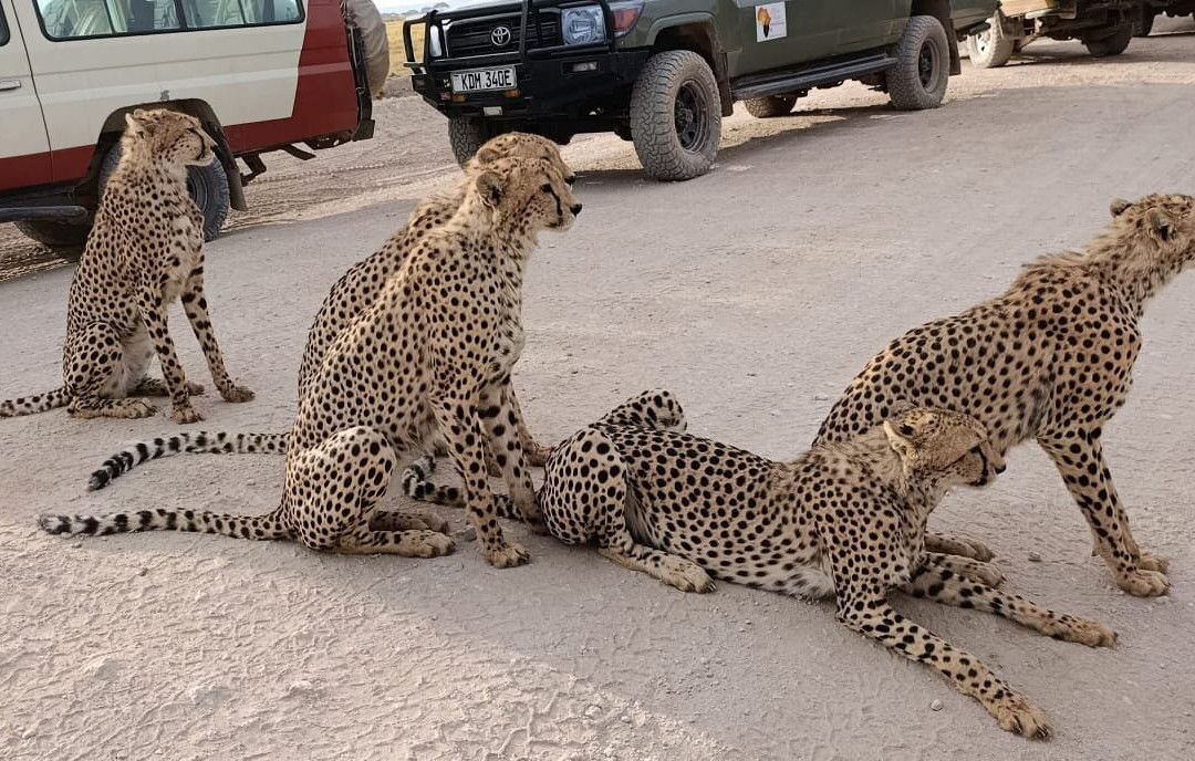 Flexivel Kenya Safaris-内罗毕必去景点