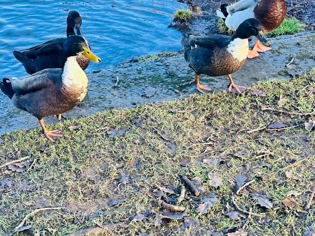 Margam Park-塔尔伯特港必去景点