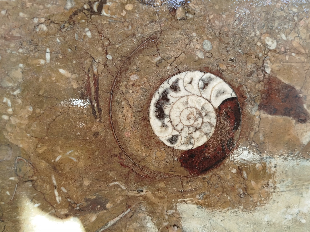 Fossiles d'Erfoud-Erfoud必去景点