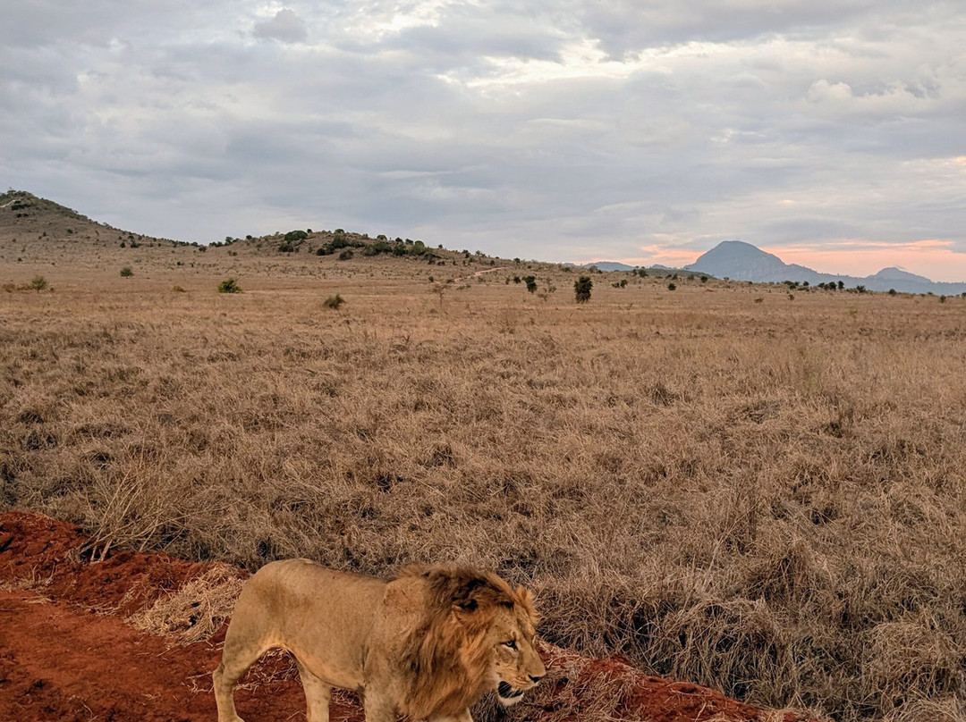 Giornale Kenya Safari - Day Tours-瓦塔木必去景点