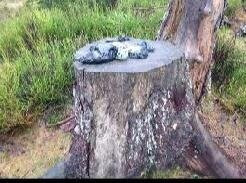 Oderteich-Sankt Andreasberg必去景点