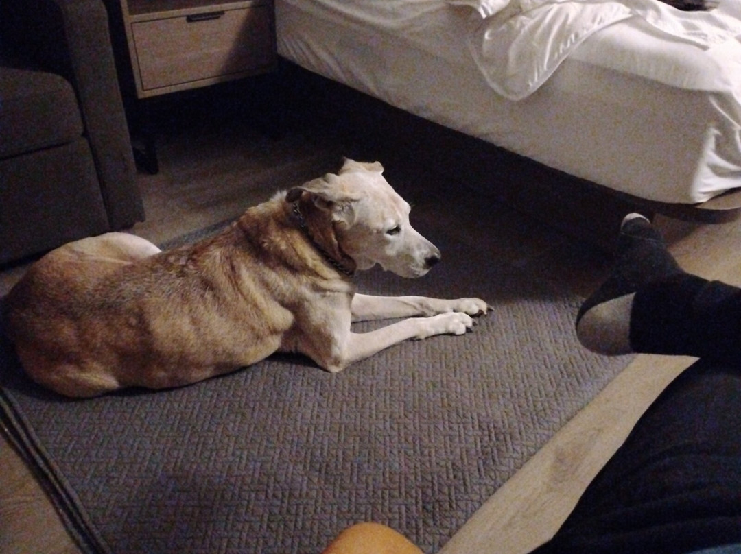 Comfort Inn Belleville主图