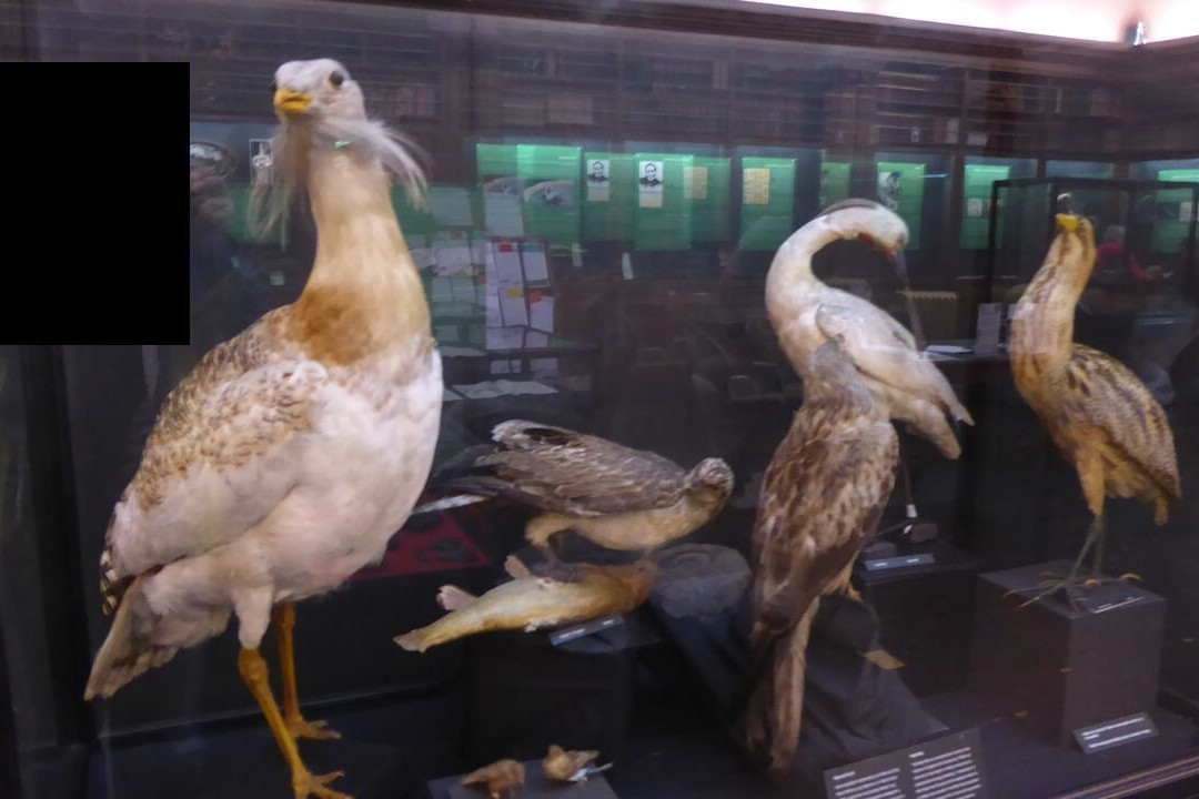 Swansea Museum-斯温西必去景点