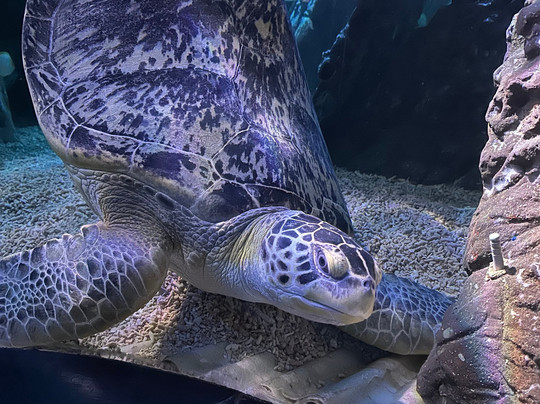 Sea Life Blankenberge-布朗肯堡必去景点
