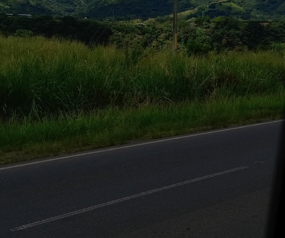 Costa Rica's Senor Scissorhands Topiary-Zarcero必去景点