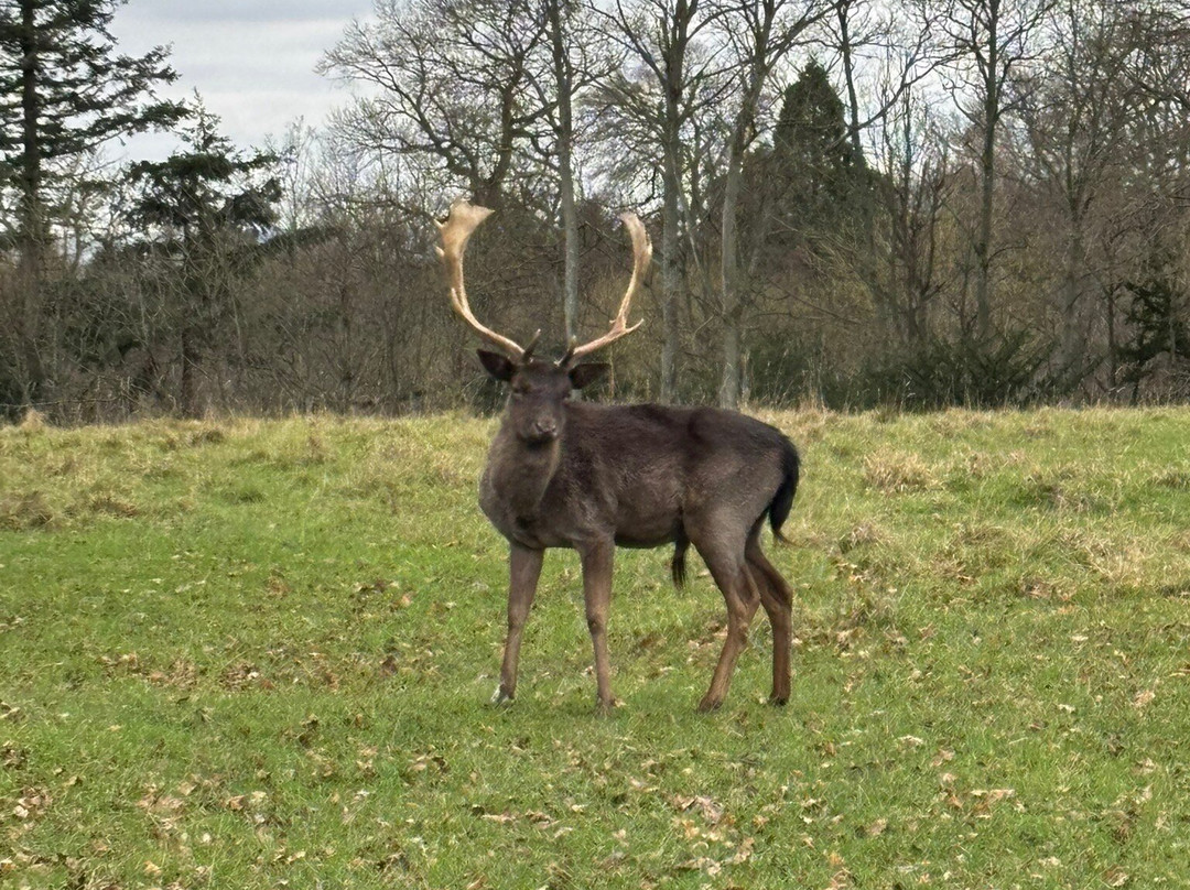 Raby Castle, Park And Gardens-Staindrop必去景点
