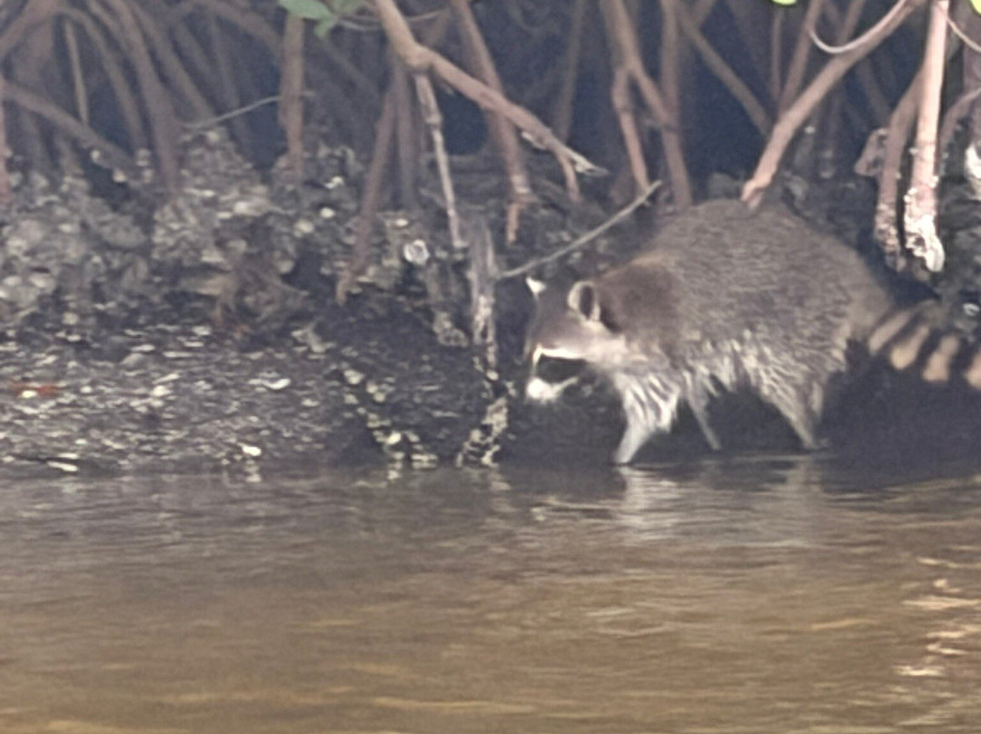 Gulf Coast Kayak-开普科勒尔必去景点