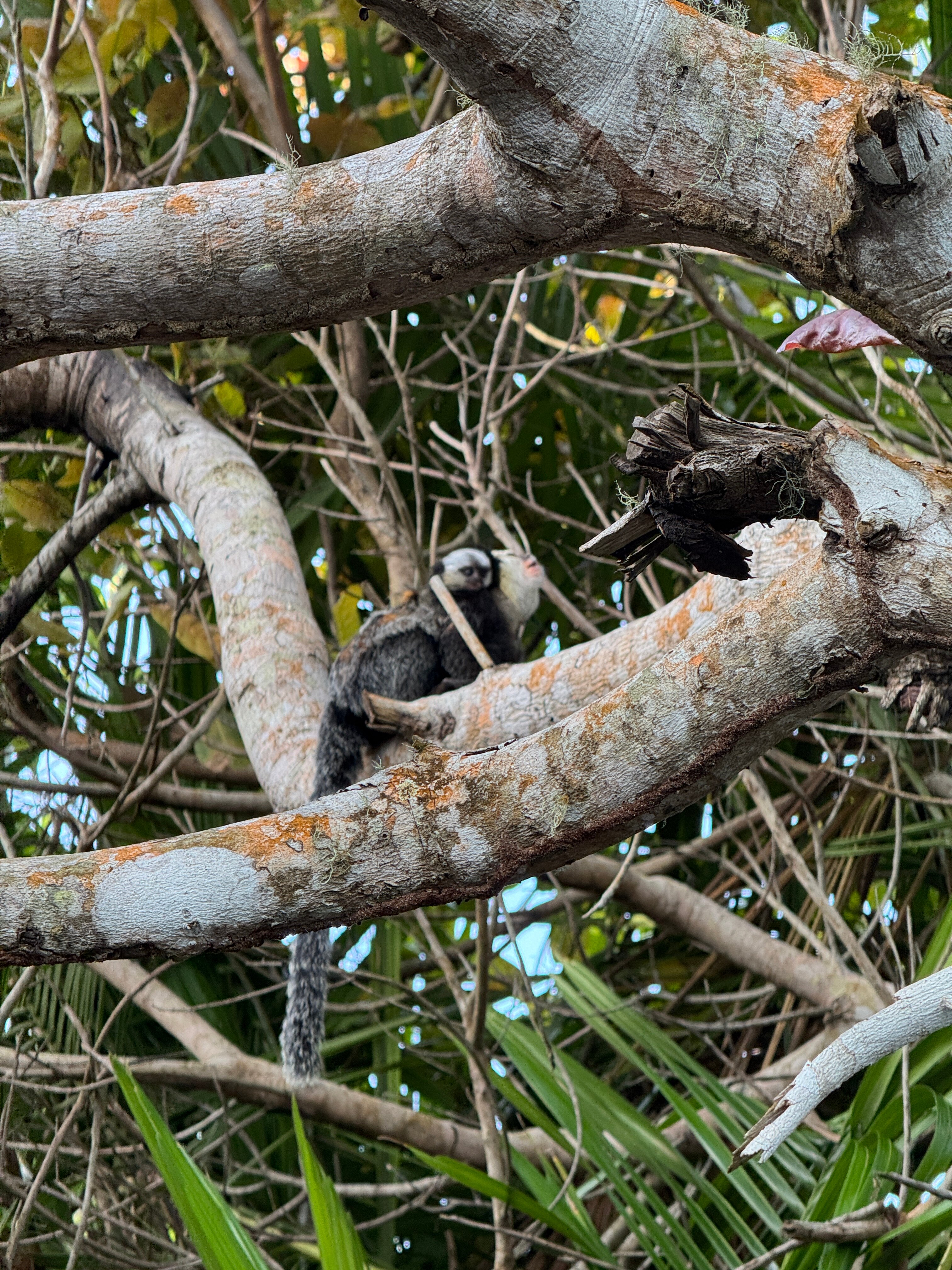 Pousada Tutabel-泳池