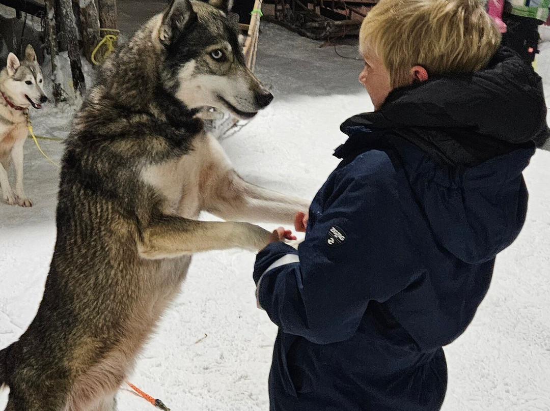 Tundra Huskies Huskyfarm-Levi必去景点