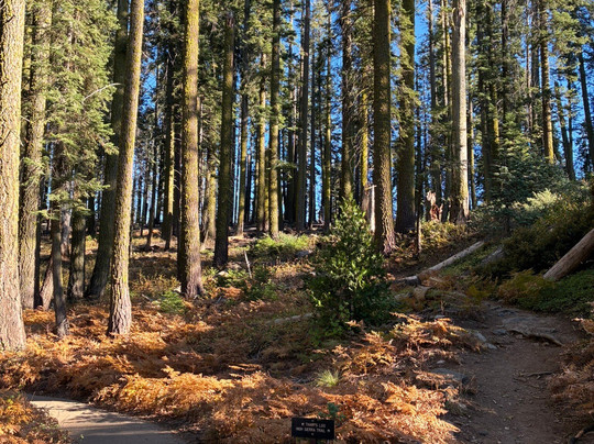 Crescent Meadow Loop-红杉&国王峡谷国家公园必去景点