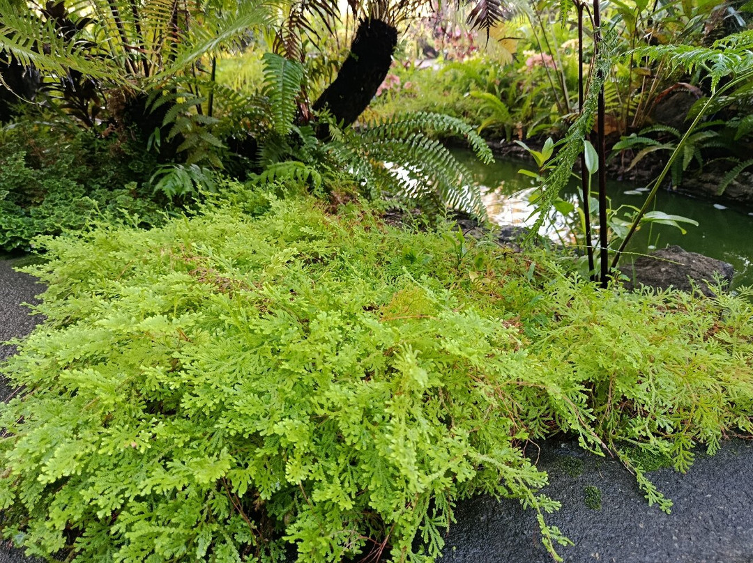 Suoi Da Coffee & Ice Cream