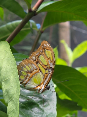 Spirogyra Butterfly Garden-圣何塞必去景点