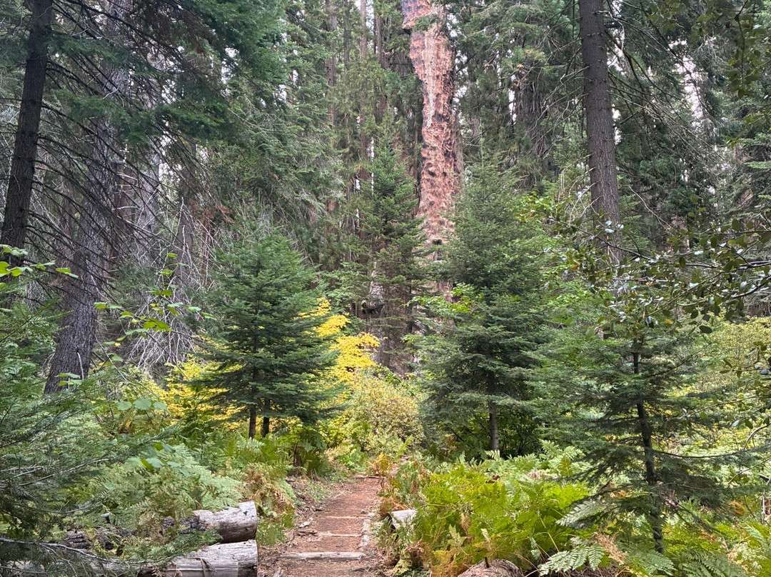 Big Stump Basin-红杉&国王峡谷国家公园必去景点