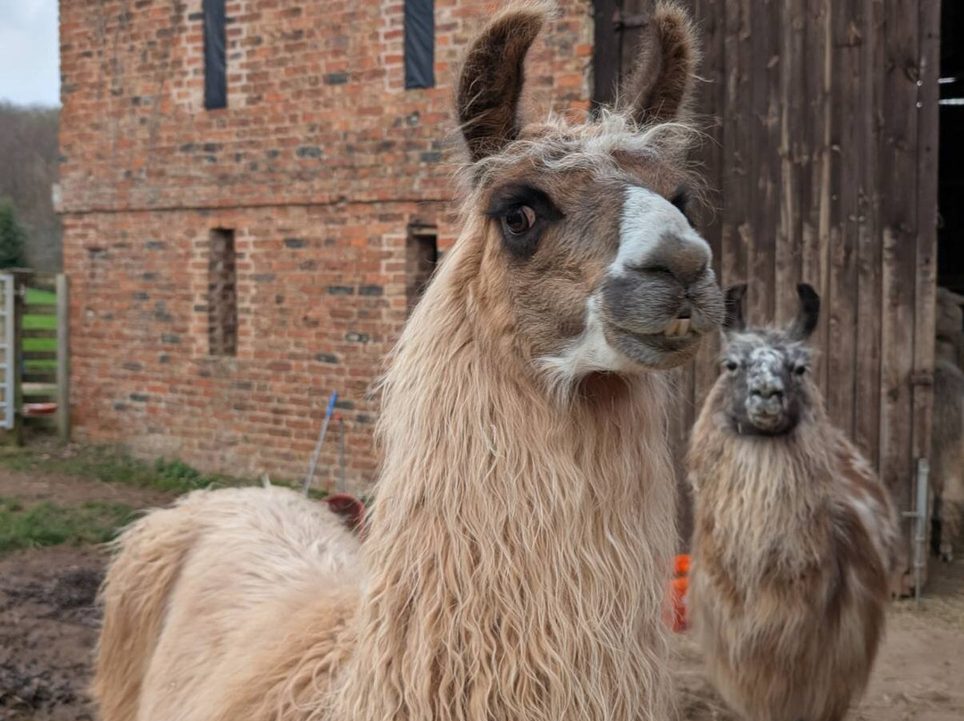 Briery Hill Llamas-Kilcot必去景点