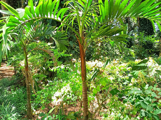 Sophie Nature Walk-Vacoas必去景点