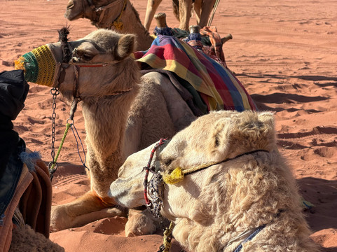 Ammar Best Trips-安曼必去景点