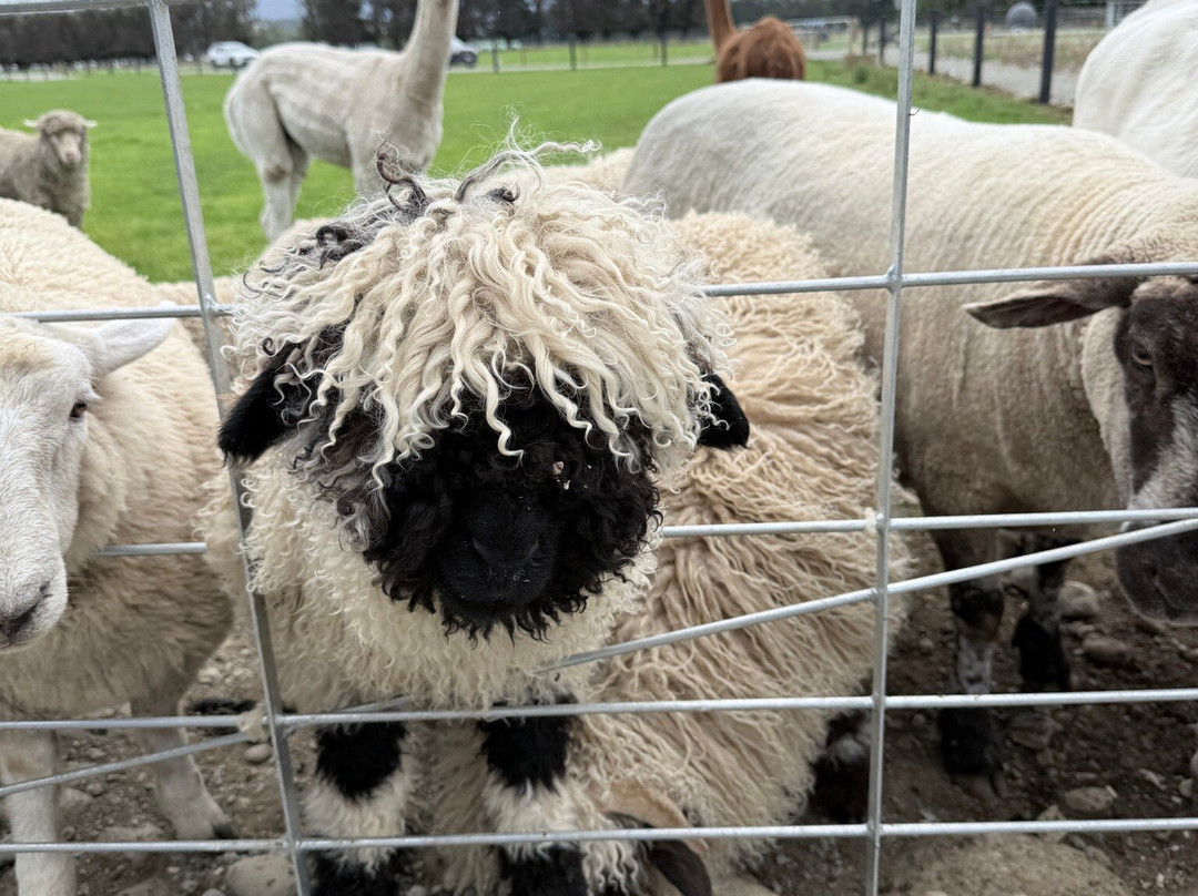 Woodstone Farm, Te Anau, New Zealand-蒂阿瑙必去景点